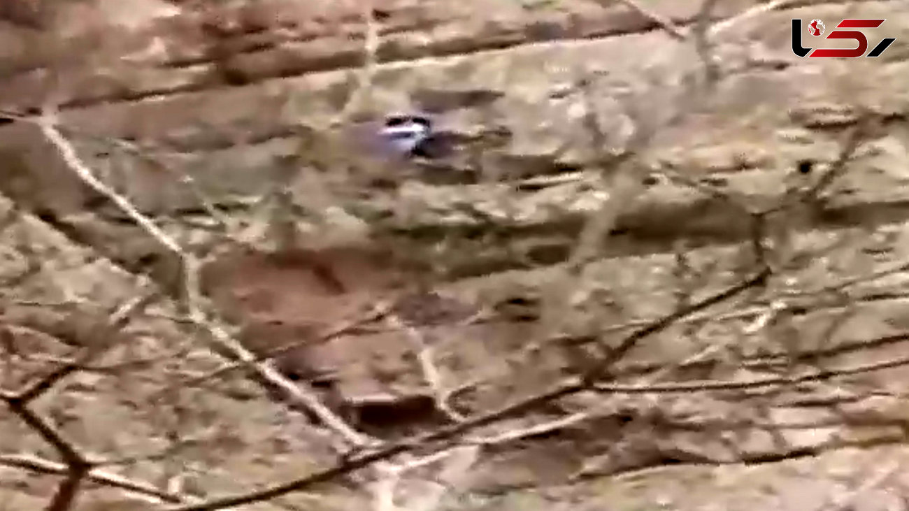 مرگ کوهنورد جوان بر اثر سقوط از کوه در خمینی‌‌شهر + فیلم