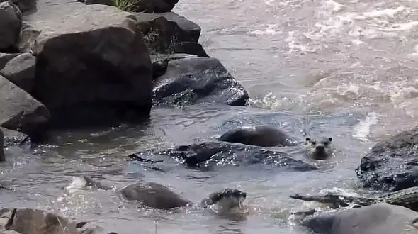 فیلم نبرد وحشیانه تمساح و دو سمور