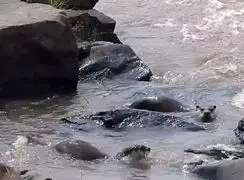 فیلم نبرد وحشیانه تمساح و دو سمور