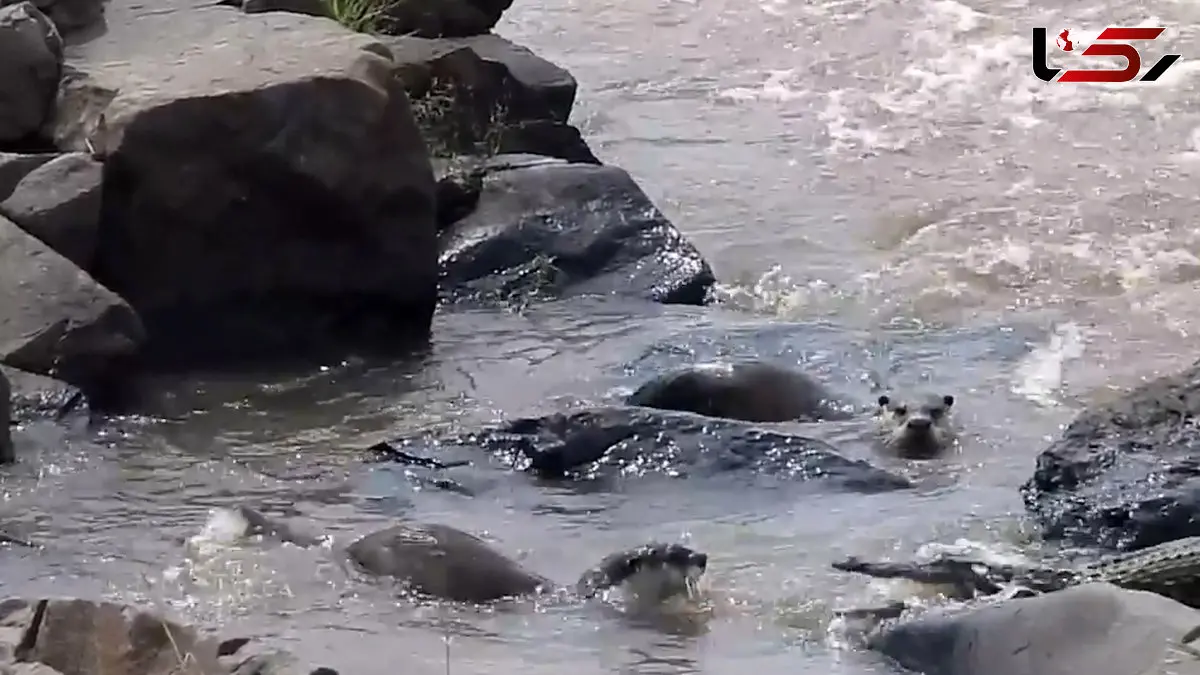 فیلم نبرد وحشیانه تمساح و دو سمور