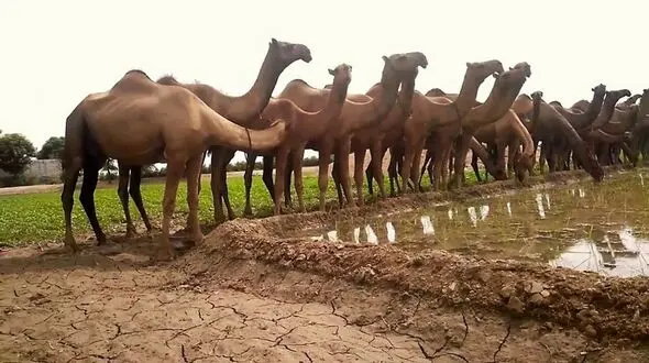 سرقت مسلحانه شتر در نیمروز + جزییات