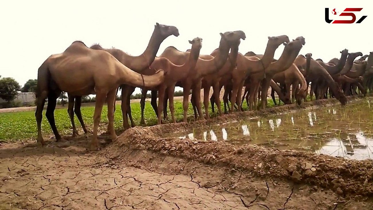 فیلم/ مراحل پرورش شتر در کشورهای عربی؛ از فرآوری شیر تا بسته بندی گوشت 