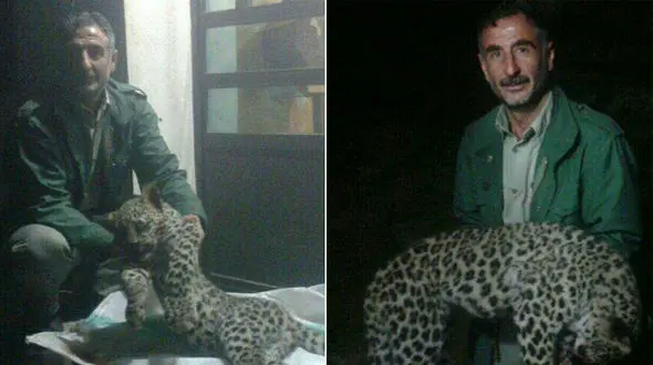 مرگ یک قلاده پلنگ نر در چهاردانگه + تصاویر 