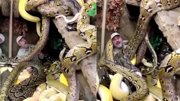 فیلم / مردی در محاصره مارهای غول پیکر!
