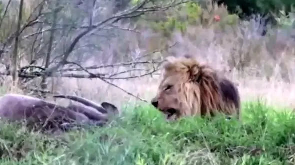 عکاس دیوانه مزاحم غذا خوردن سلطان جنگل شد و ..! +فیلم