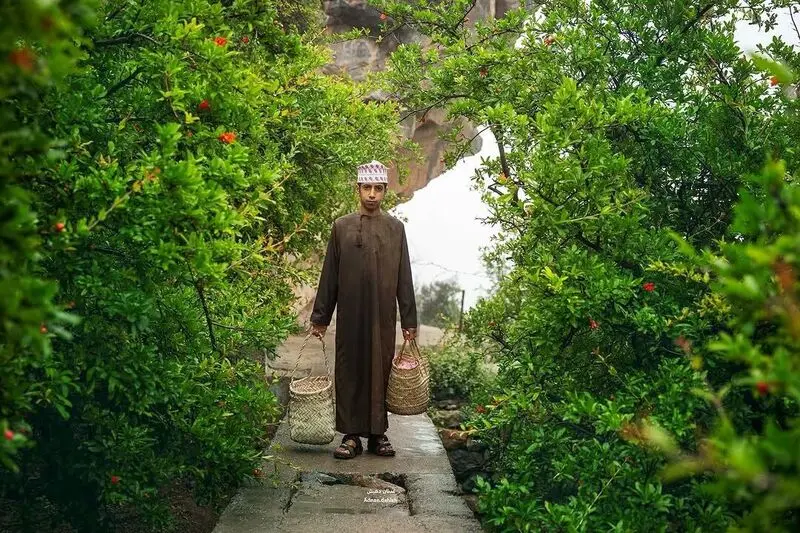 فصل گلاب‌گیری از گل محمدی در جبل‌الاخضر عمان