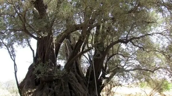 ثبت درخت زیتون ۴۵۰ ساله طارم در فهرست آثار ملی + عکس