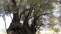 ثبت درخت زیتون ۴۵۰ ساله طارم در فهرست آثار ملی + عکس
