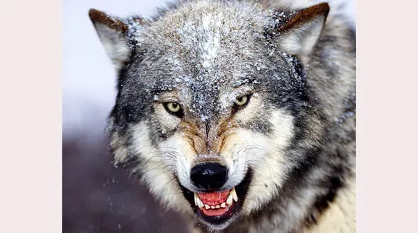 جولان گرگ های دردنده در پلدختر / کار جالب دامدار مسلح