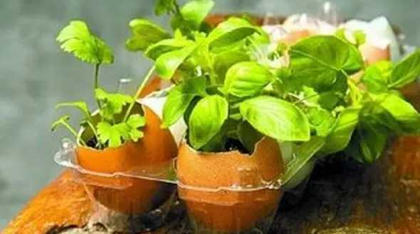 سبز کردن سبزه در پوسته تخم مرغ + آموزش