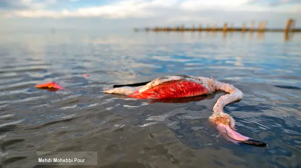مرگ 10 هزار پرنده مهاجر در میانکاله + عکس