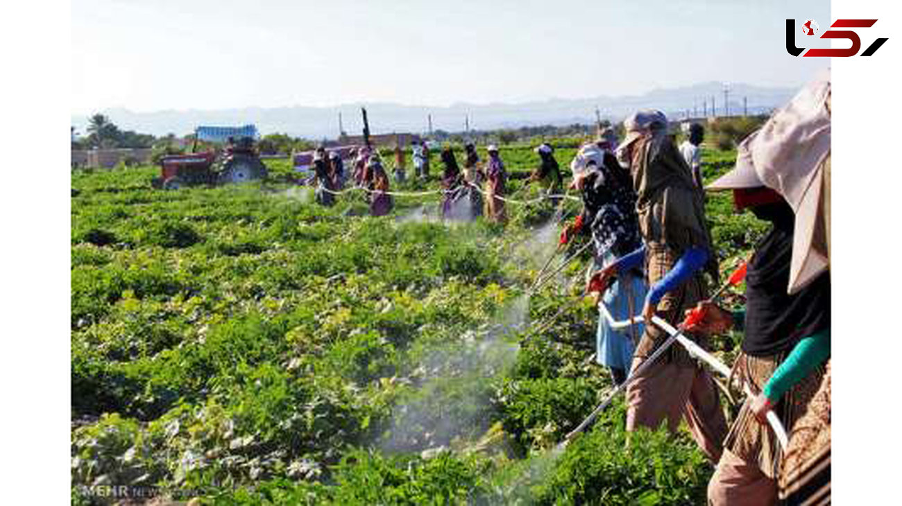 صادرات ۶ محصول کشاورزی به عراق ممنوع شد