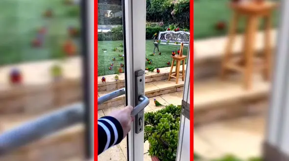 فیلم صحنه دیدنی حضور طوطی ها مقابل درب خانه