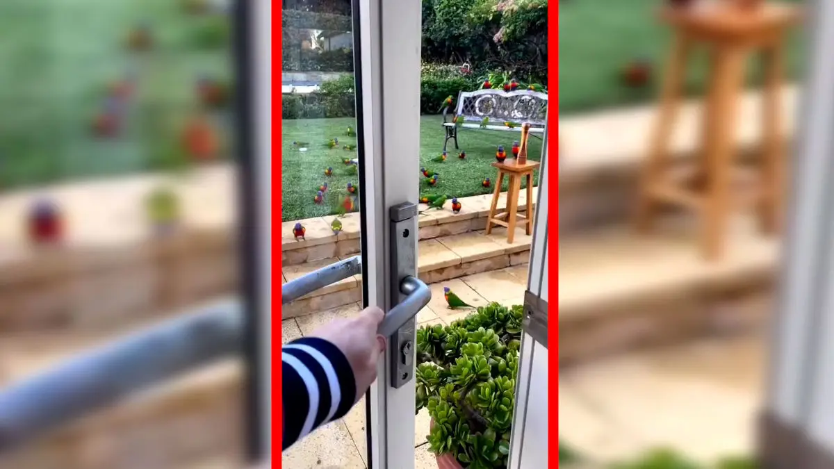 فیلم صحنه دیدنی حضور طوطی ها مقابل درب خانه