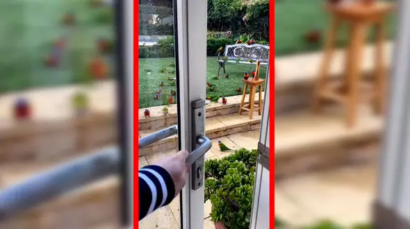 فیلم صحنه دیدنی حضور طوطی ها مقابل درب خانه