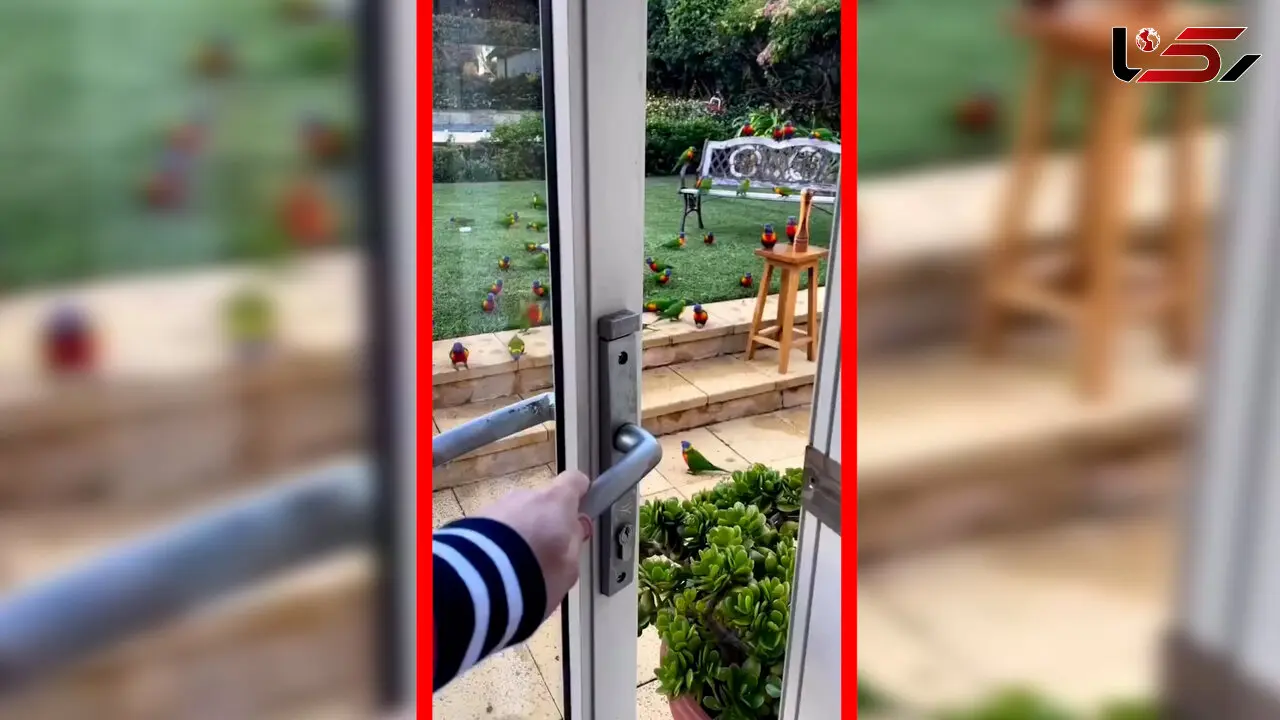 فیلم صحنه دیدنی حضور طوطی ها مقابل درب خانه