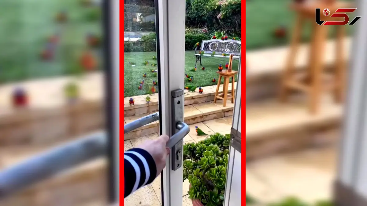 فیلم صحنه دیدنی حضور طوطی ها مقابل درب خانه