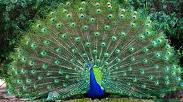 طاووس فروش زابلی با 3 طاووس در منزلش دستگیر شد 