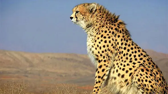 تصاویری زیبا از «هلیا» یوزپلنگ ماده و توله‌هایش +عکس