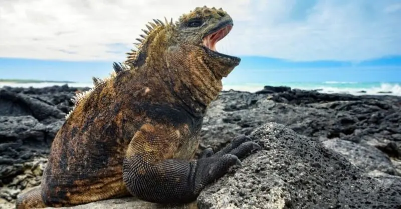 مارمولک