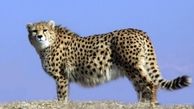 انقراض کامل یوزپلنگ آسیایی نزدیک است / از وضعیت یوز ایرانی خبر نداریم