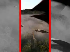 فیلم ساروپودها بزرگترین غول های خشکی تاریخ زمین