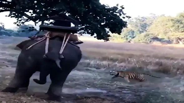 حمله ببر خشمگین به یک زن  + فیلم