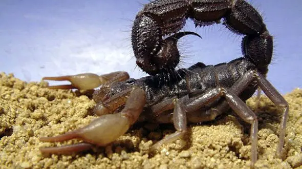 عقرب کودکی را کشت! / در نیکشهر رخ داد