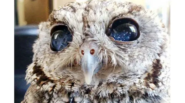 جغدی که بوف کور است