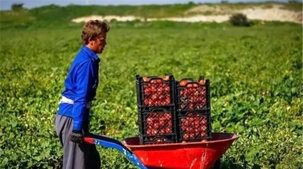 خلاقیت تحسین‌برانگیز و خنده‌دار "کشاورز تبریزی" در تبدیل بطری کهنه به باغی از بهشت حماسه آفرید/خلاق تویی، بقیه اداتو در میارن داداش