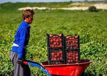 خلاقیت تحسین‌برانگیز و خنده‌دار "کشاورز تبریزی" در تبدیل بطری کهنه به باغی از بهشت حماسه آفرید/خلاق تویی، بقیه اداتو در میارن داداش