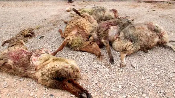 تلف شدن ۱۷ راس گوسفند در برخورد با پراید