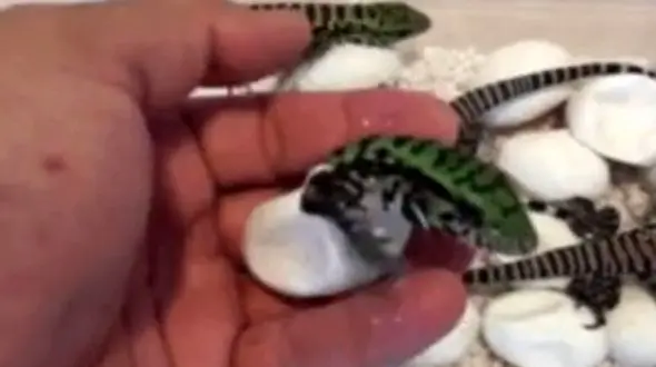 فیلم کمتر دیده شده از لحظه تولد سمندر / عجیب بود!