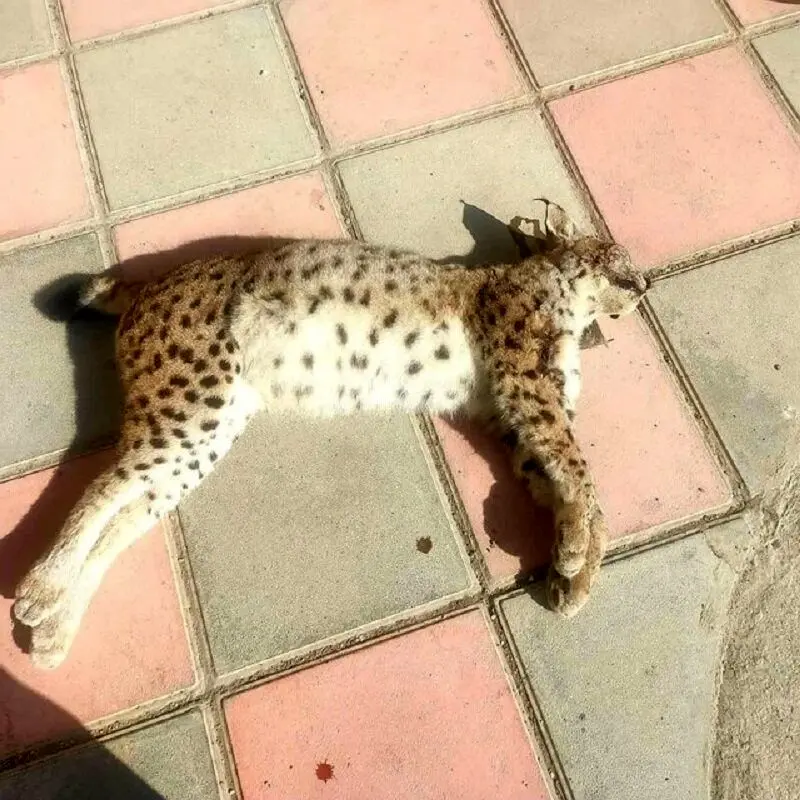 گونه در خطر انقراض، قربانی تصادف جاده‌ای در کردستان شد