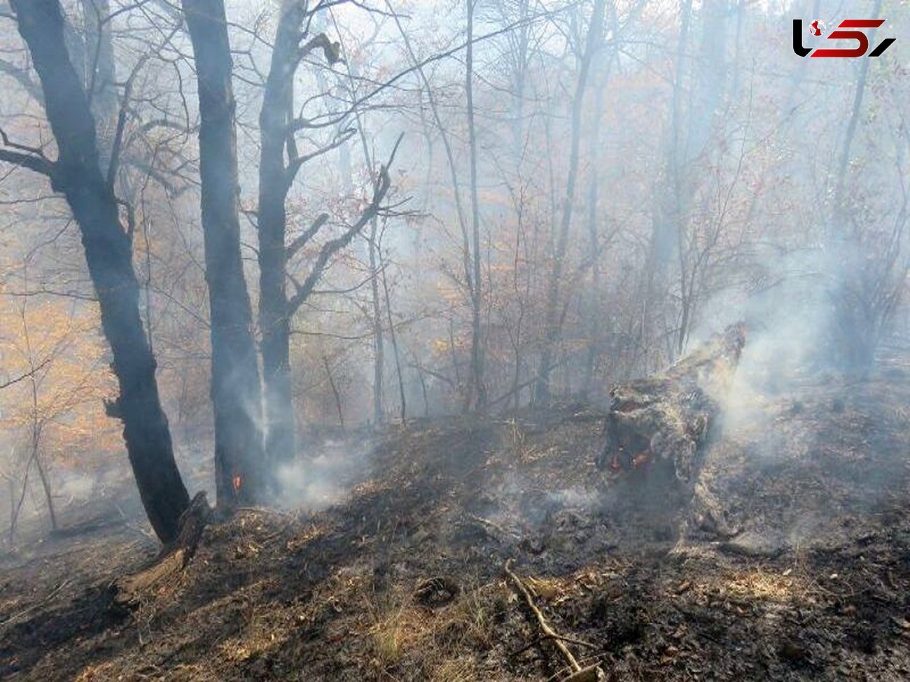 آتش سوزی 3 هکتار از جنگل های سوادکوه 