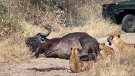 فیلم تکاندهنده / شیرها زنده زنده بوفالو را خوردند / حیوان بیچاره خورده شدنش را فقط نگاه می کرد
