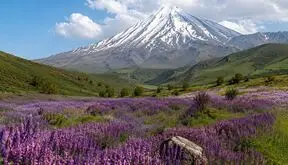 دشت زیبای گون؛ یکی از خاص‌ ترین منظره‌ های دامنه دماوند + فیلم