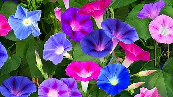 فال ابجد امروز / 13 دی + فیلم