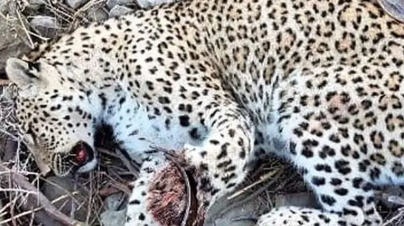 پلنگ زخمی دنا تلف شد/ حمله پلنگ به 2 کارگر و یک خانواده