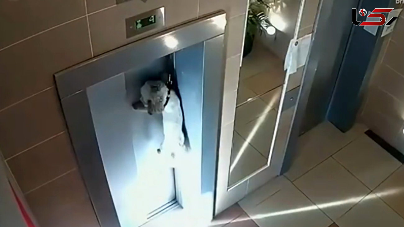 نجات یک سگ از مرگ بین در آسانسور + فیلم