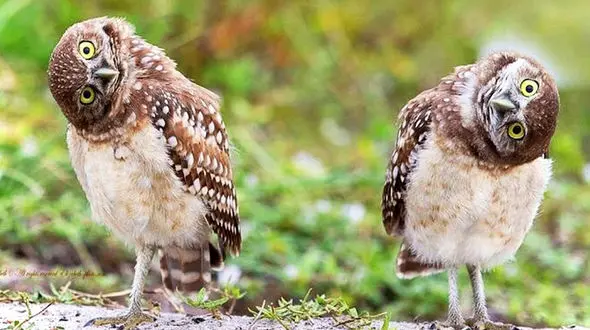 فیلمی جالب که ثابت می کند جغدها هم پرنده های بانمکی هستند! 