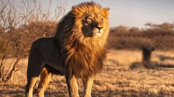 فیلم سعی عجیب شیر درنده برای بلعیدن کودک نوپا