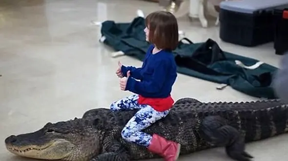 پدر برای تولد دختر بچه اش تمساح 3 متری خرید!+فیلم باورنکردنی را ببینید و عکس