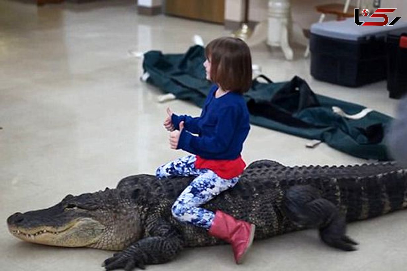 پدر برای تولد دختر بچه اش تمساح 3 متری خرید!+فیلم باورنکردنی را ببینید و عکس