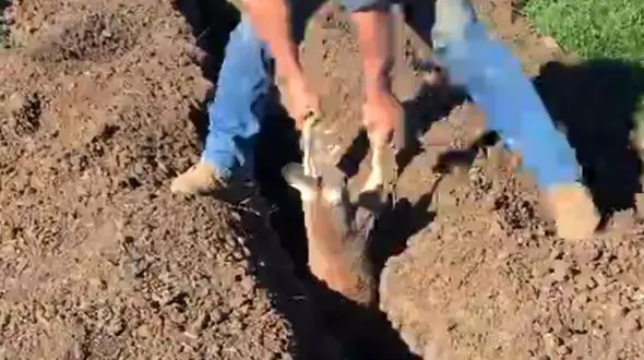 نجات کانگورو بازیگوش از کانال لوله آب! + فیلم