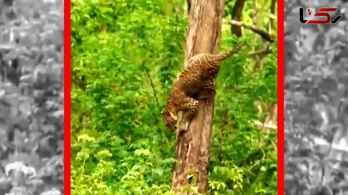 فیلم مهارت دیدنی پلنگ برای پایین آمدن از درخت