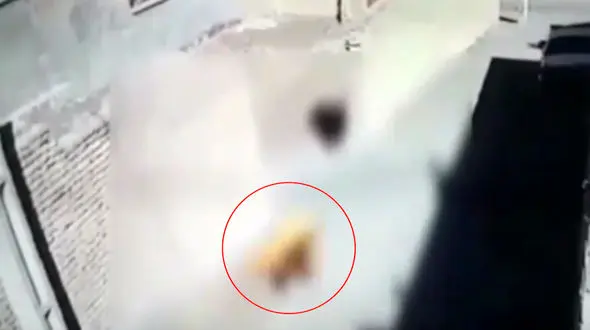 تحلیل روانشناسی فیلم لحظه آتش زدن یک سگ در لنجان اصفهان / دکتر مریم سامانی مدرس دانشگاه