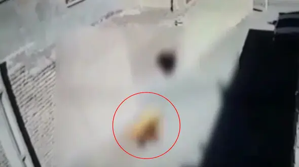 تحلیل روانشناسی فیلم لحظه آتش زدن یک سگ در لنجان اصفهان / دکتر مریم سامانی مدرس دانشگاه