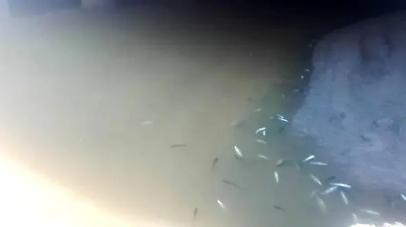 یک فاجعه / مرگ ۱۰ هزار ماهی بخاطر فاضلاب یک شرکت غذایی در رامسر
