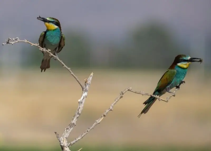 زنبورخوار